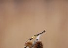 GOLDFINCH ON TEASEL  GOLDFINCH ON TEASEL